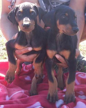 AKCDobermanPinscherPuppiesweeksold